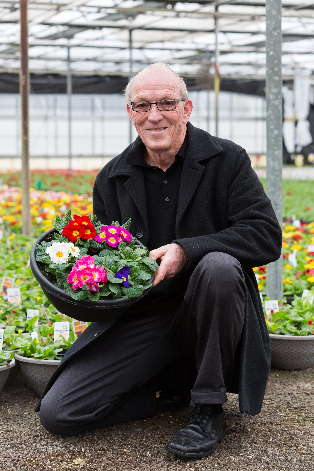 Nursery owner crouching with a basket of primroses in a greenhouse